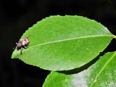 Cryptorhynchus fuscatus