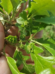 Andricus foliaformis