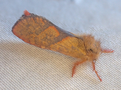 Phymatopus hectoides