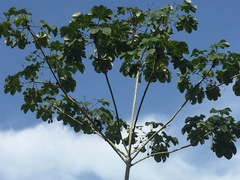 Cecropia longipes