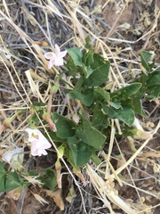 Mirabilis multiflora