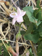 Mirabilis multiflora