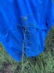 Asclepias engelmanniana