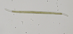Stenopterobia sigmatella