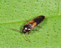 Ampedus areolatus