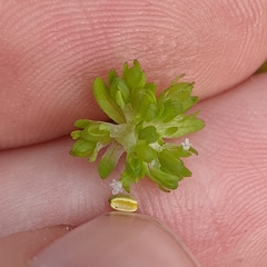 Valerianella carinata