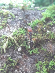 Odontomachus erythrocephalus