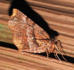 Selenia alciphearia
