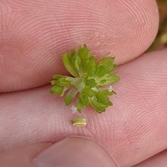 Valerianella carinata