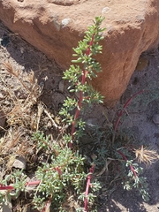 Halogeton glomeratus