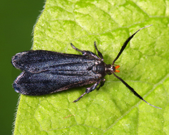 Dichomeris nonstrigella