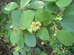Cordia dichotoma