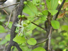 Capparis sepiaria