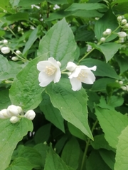 Philadelphus coronarius