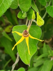 Oxypetalum banksii