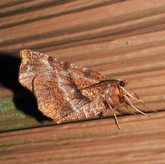Selenia alciphearia