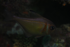 Pempheris klunzingeri