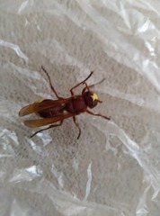 Vespa orientalis