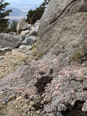 Eriogonum wrightii olanchense