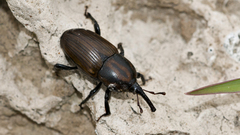 Sphenophorus crassus