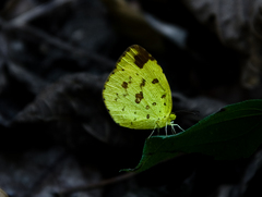 Eurema sari