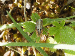 Tetrix bipunctata