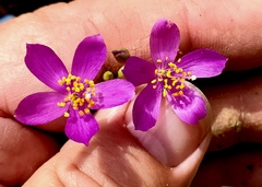 Phemeranthus calcaricus