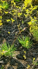 Phemeranthus calcaricus