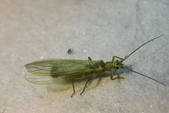 Isoperlinae