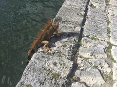Iguana