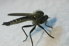 Dysmachus fuscipennis