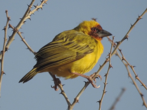 Ploceus galbula