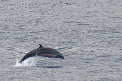 Lagenodelphis hosei
