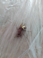 Vespa orientalis