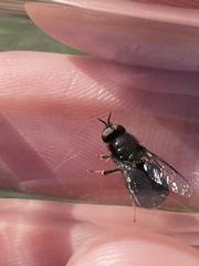 Odontomyia tigrina
