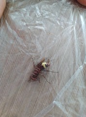 Vespa orientalis