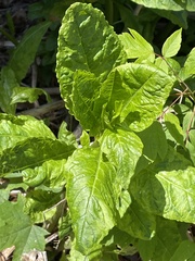 Phytolacca americana