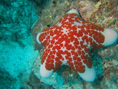 Choriaster granulatus