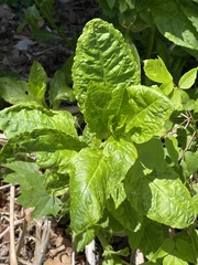 Phytolacca americana