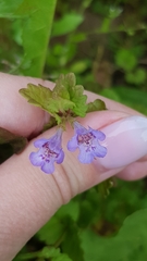Glechoma hederacea