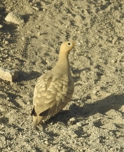 Pterocles exustus
