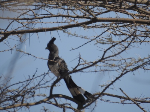 Crinifer leucogaster
