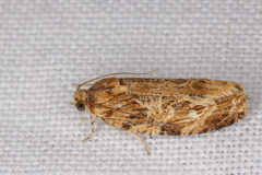 Phaecasiophora confixana