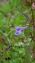 Glechoma hederacea