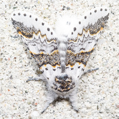 Furcula occidentalis