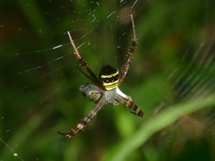 Argiope versicolor
