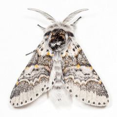 Furcula occidentalis