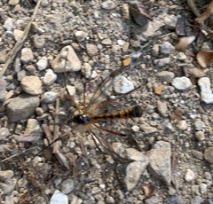 Tanyptera