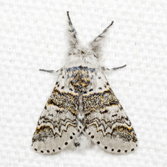 Furcula occidentalis