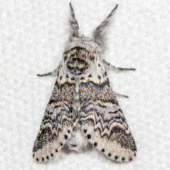 Furcula occidentalis